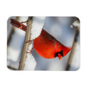 Magnet Flexible Northern Cardinal (Horizontal)