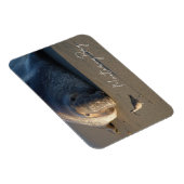 Magnet Flexible Northern Elephant Seal Watching Bird, Monterey Bay (Côté Droit)