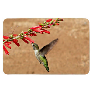 Magnet Flexible Nourriture des colibris au Jardin