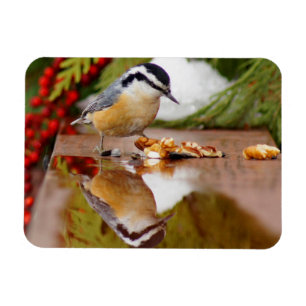 Magnet Flexible Nuthatch à poitrine rouge