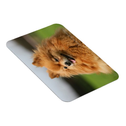 Magnet Flexible Observation Poméranienne (Côté Droit)