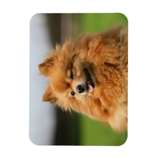 Magnet Flexible Observation Poméranienne (Vertical)