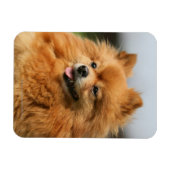 Magnet Flexible Observation Poméranienne (Horizontal)