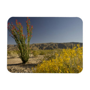 Magnet Flexible Ocotillo and desert senna
