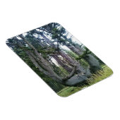 Magnet Flexible Octopus Tree, Cape Meares, Oregon (Côté Droit)