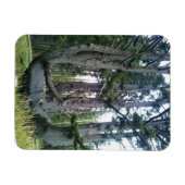 Magnet Flexible Octopus Tree, Cape Meares, Oregon (Horizontal)