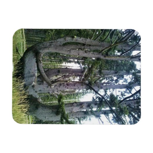 Magnet Flexible Octopus Tree, Cape Meares, Oregon (Horizontal)