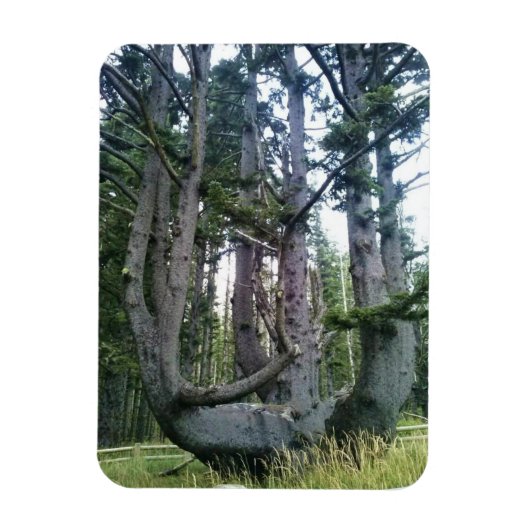 Magnet Flexible Octopus Tree, Cape Meares, Oregon (Vertical)