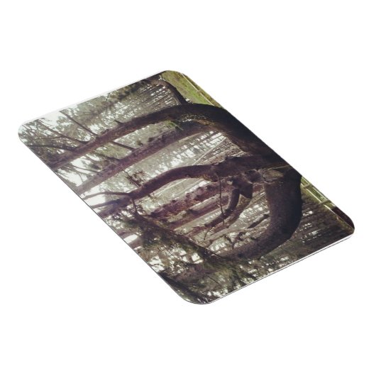 Magnet Flexible Octopus Tree, Cape Meares, Oregon (Côté Droit)