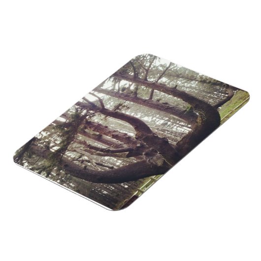 Magnet Flexible Octopus Tree, Cape Meares, Oregon (Côté Gauche)