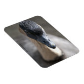 Magnet Flexible Oie (Côté Droit)