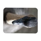 Magnet Flexible Oie (Horizontal)