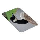 Magnet Flexible Oie canadienne (Côté Droit)