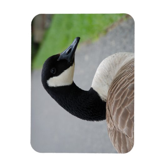 Magnet Flexible Oie canadienne (Vertical)