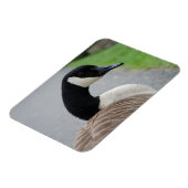 Magnet Flexible Oie canadienne (Côté Gauche)