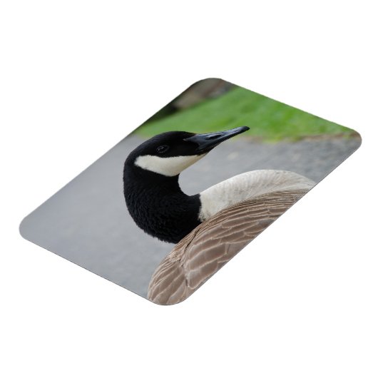 Magnet Flexible Oie canadienne (Côté Gauche)