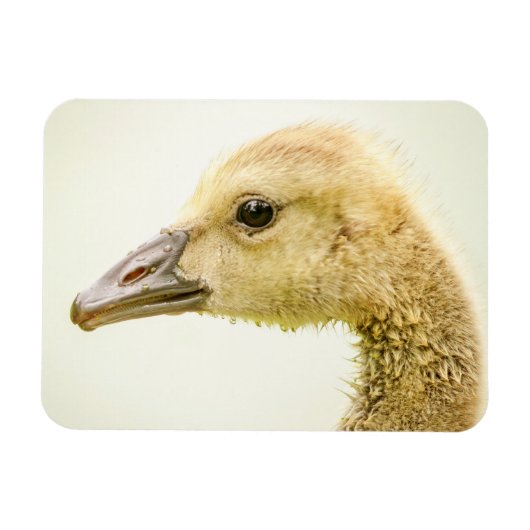Magnet Flexible Oie canadienne (Gosling) (Horizontal)