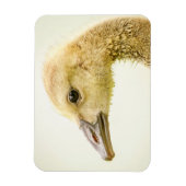 Magnet Flexible Oie canadienne (Gosling) (Vertical)