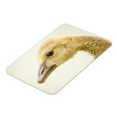 Magnet Flexible Oie canadienne (Gosling) (Côté Gauche)