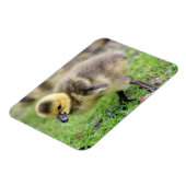 Magnet Flexible Oie de bébé (Côté Gauche)