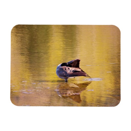 Magnet Flexible Oie d'or (Horizontal)