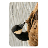 Magnet Flexible Oie du Canada sur le lac (Vertical)