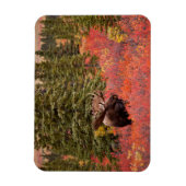 Magnet Flexible Oie Taureau debout Dans Red Dwarf Birch (Vertical)