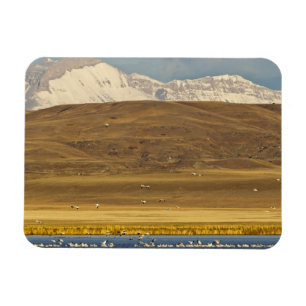 Magnet Flexible Oies des neiges en migration printanière