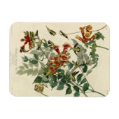 Magnet Flexible Oiseau à gorge rubis, Audubon Oiseaux Amérique (Horizontal)