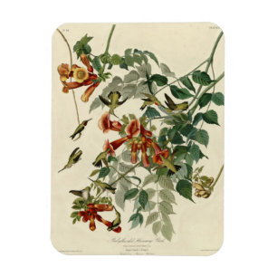 Magnet Flexible Oiseau à gorge rubis, Audubon Oiseaux Amérique