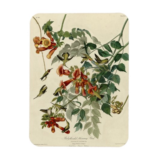 Magnet Flexible Oiseau à gorge rubis, Audubon Oiseaux Amérique (Vertical)