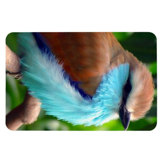 Magnet Flexible Oiseau coloré (Horizontal)