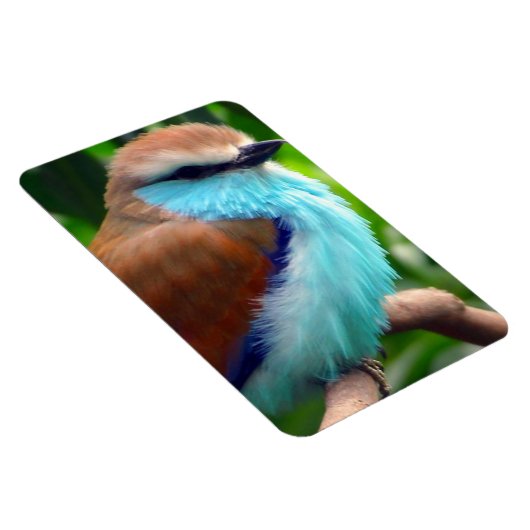Magnet Flexible Oiseau coloré (Côté Droit)