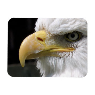 MAGNET FLEXIBLE OISEAU D'AGLE