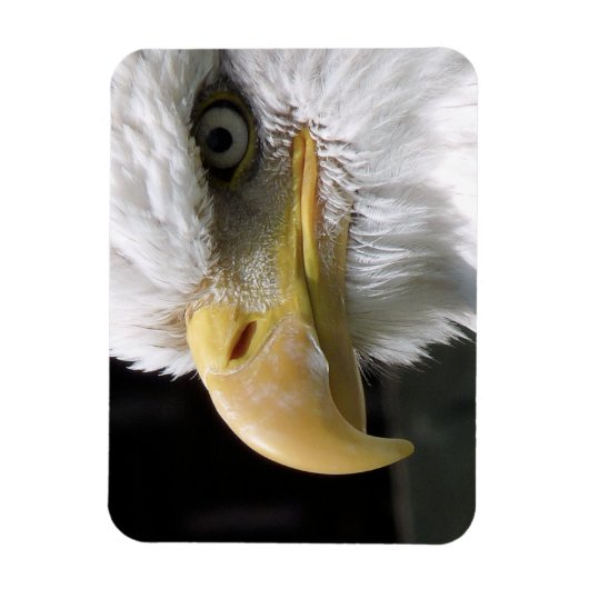 MAGNET FLEXIBLE OISEAU D'AGLE (Vertical)