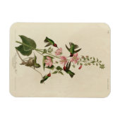 Magnet Flexible Oiseau de Humming - Oiseaux d'Audubon (Horizontal)