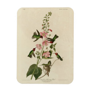 Magnet Flexible Oiseau de Humming - Oiseaux d'Audubon