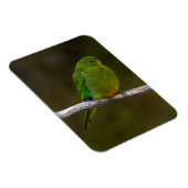 Magnet Flexible Oiseau de perroquet à ventre orange rare Australie (Côté Droit)