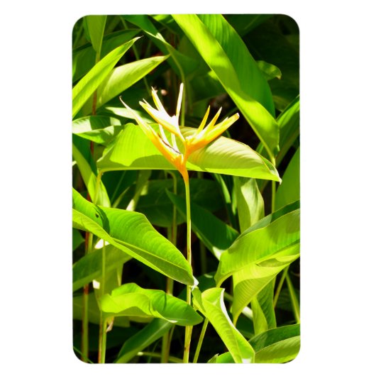 Magnet Flexible Oiseau du Paradis (Vertical)