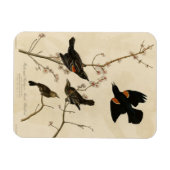Magnet Flexible Oiseau noir à ailes rouges - Oiseaux d'Amérique d' (Horizontal)