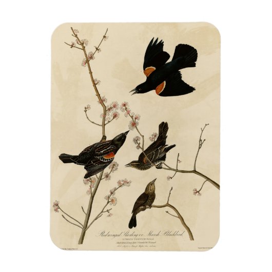 Magnet Flexible Oiseau noir à ailes rouges - Oiseaux d'Amérique d' (Vertical)