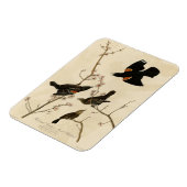 Magnet Flexible Oiseau noir à ailes rouges - Oiseaux d'Amérique d' (Côté Gauche)