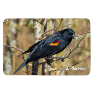 Magnet Flexible Oiseau roux