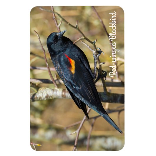 Magnet Flexible Oiseau roux (Vertical)