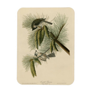 Magnet Flexible Oiseaux d'Amérique à pois (touffus)