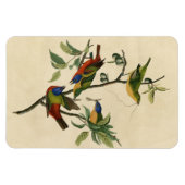 Magnet Flexible Oiseaux d'Amérique d'Audubon (Horizontal)