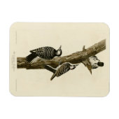Magnet Flexible Oiseaux d'Amérique du pic-rouge Audubon (Horizontal)