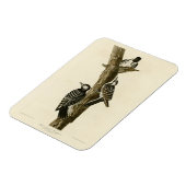 Magnet Flexible Oiseaux d'Amérique du pic-rouge Audubon (Côté Gauche)