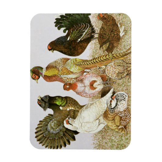 Magnet Flexible Oiseaux de jeu (Vertical)