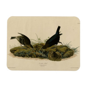 Magnet Flexible Oiseaux de vache (Cowbird) Audubon's Birds of Amer